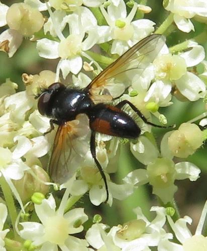 Réf. 213 118 : Clairvillia biguttata